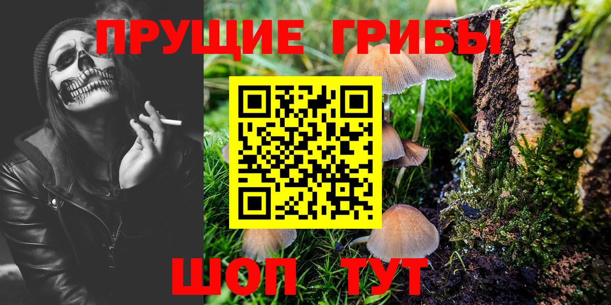 Псилоцибиновые грибы Psilocybe Кунгур